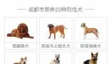 成都回應(yīng)是否禁養(yǎng)羅威納犬 羅威納犬是否會被列入成都市禁養(yǎng)犬名單