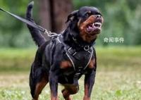 西安一小區將逐戶清理禁養犬 網友熱議