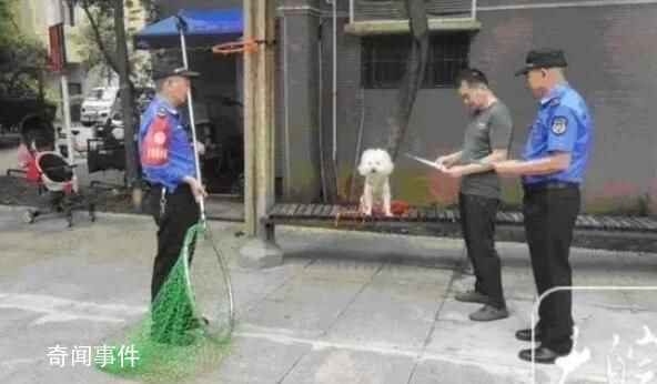 合肥:寵物狗出門不拴繩一律捕捉