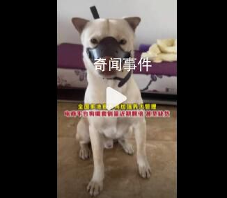 狗嘴套銷量近期倍增 部分店鋪賣斷貨