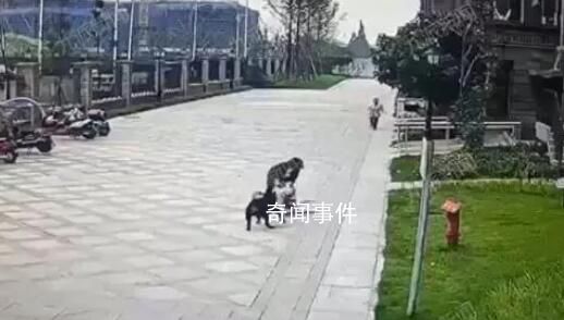 被咬女童家屬申請將涉事狗安樂死 