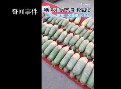 沉浸式圍觀東北傳統囤秋菜 如何囤秋菜