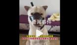 狗嘴套銷量近期倍增 部分店鋪賣斷貨