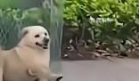 媒體:治狗患的重點在于管住人