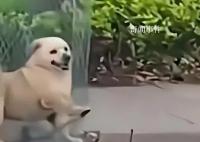 媒體:治狗患的重點在于管住人