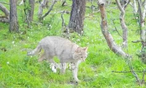 四川達古冰川首次發現荒漠貓 系中國特有物種