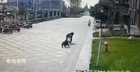 知情人:咬傷女童的狗偷跑出門