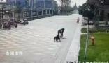 知情人:咬傷女童的狗偷跑出門