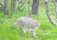 四川達古冰川首次發(fā)現(xiàn)荒漠貓 系中國特有物種