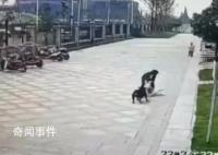 知情人:咬傷女童的狗偷跑出門