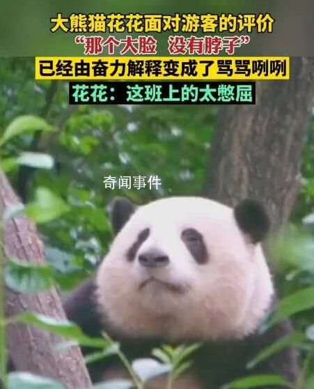 花花掙的工資有一大半是委屈費(fèi)