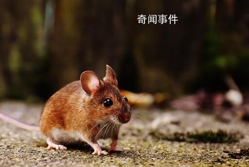 紐約老鼠泛濫成災(zāi) 有APP推出老鼠探測功能