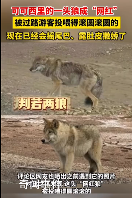 可可西里一頭狼被投喂變胖成網紅