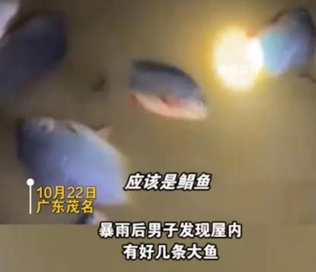 暴雨后男子發現屋內有好幾條大魚