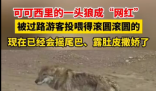 可可西里一頭狼被投喂變胖成網紅
