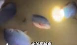 暴雨后男子發現屋內有好幾條大魚