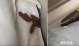 男子在臥鋪發現“排泄物”樣異物 12306回應：床單會換