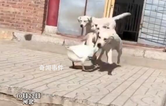 狗狗以多欺少撞飛大鵝 大鵝氣的直跺腳這個仇今天必須報