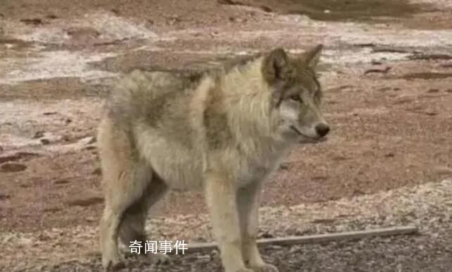 該不該投喂可可西里的狼?