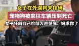 未拴繩的狗被車壓死 主人扇臉大哭