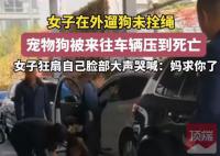 未拴繩的狗被車壓死 主人扇臉大哭