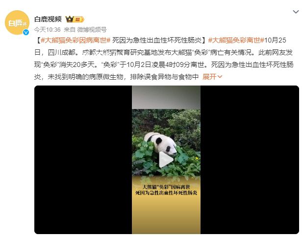 大熊貓“奐彩”離世 排除誤食異物與食物中毒可能