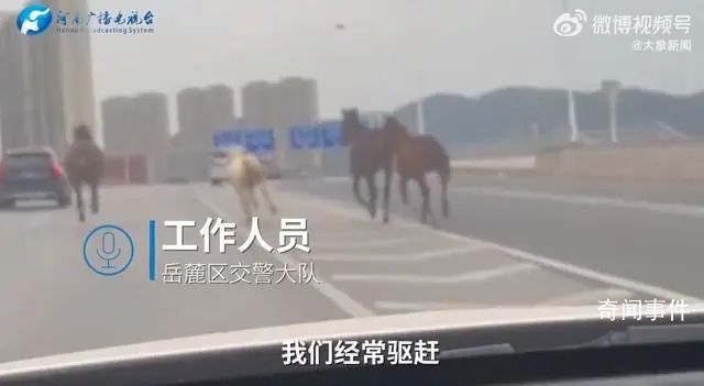 長沙5匹馬上高架車道狂奔 來往車輛紛紛躲避