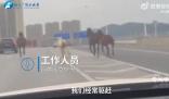 長沙5匹馬上高架車道狂奔 來往車輛紛紛躲避