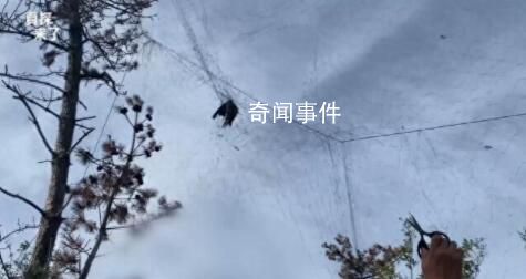 國家級保護區山上遍布捕鳥網 當地將專項整治