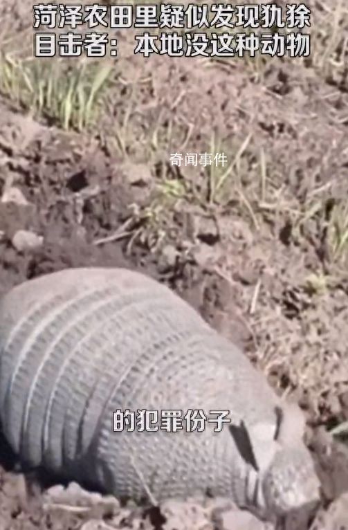 山東菏澤農田里疑似發現美洲犰狳