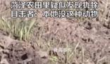 山東菏澤農田里疑似發現美洲犰狳