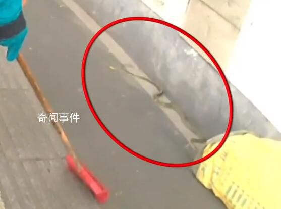 南京人行道上驚現(xiàn)2米長大蛇