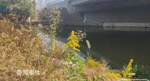 多地已發(fā)現(xiàn)“加拿大一枝黃花”
