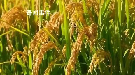 從一碗米飯看糧食品質升級 270億元用于實施十四五優質糧食工程