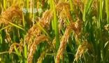 從一碗米飯看糧食品質(zhì)升級 270億元用于實施十四五優(yōu)質(zhì)糧食工程