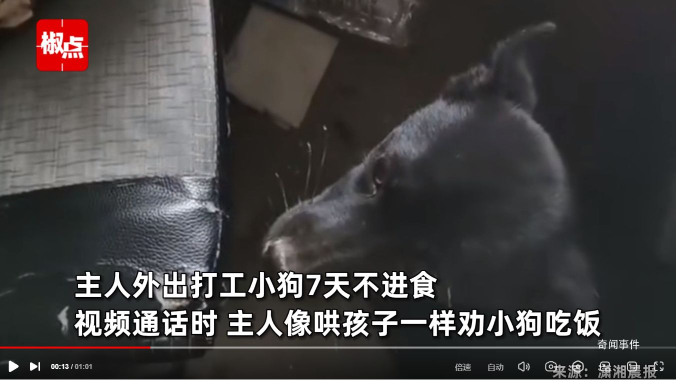 主人外出打工 狗子連續(xù)絕食7天