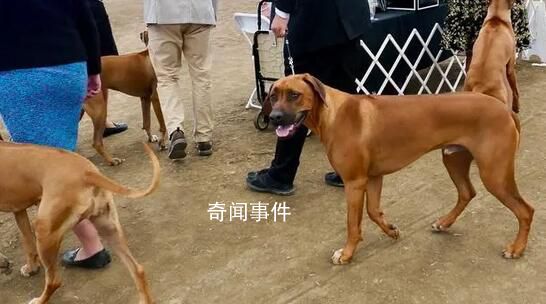 男子炫耀市中心養烈性犬被行拘