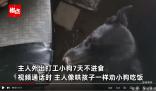 主人外出打工 狗子連續(xù)絕食7天