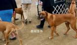 男子炫耀市中心養(yǎng)烈性犬被行拘