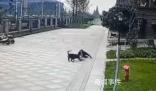 成都被狗咬女童右腎已保住 恢復(fù)情況較好
