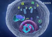 科學家找到癌細胞的生死開關(guān)