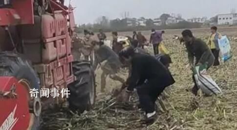官方辟謠河南農(nóng)戶高粱被村民搶收
