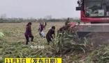 河南村民“搶收”高粱 與農戶對罵