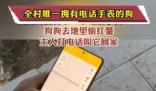 全村唯一擁有電話手表的小狗 讓人們感到非常新奇