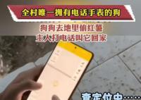 全村唯一擁有電話手表的小狗 讓人們感到非常新奇