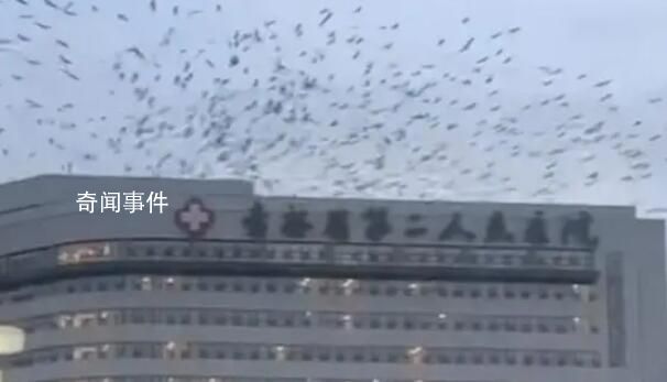 吉林一醫院上空有大量飛鳥盤旋 這個現象確實非常罕見