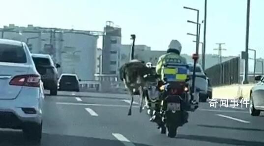 鄭州一鴕鳥街頭狂奔 交警追幾十公里
