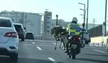 鄭州一鴕鳥街頭狂奔 交警追幾十公里