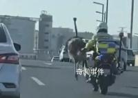 鴕鳥在街頭狂奔 交警:跑了幾十公里