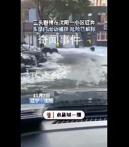 沈陽一小區現3只野豬 疑被警犬咬傷